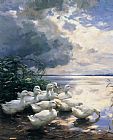 Ducks in the Morning by Alexander Koester